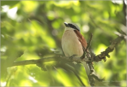<p>ŤUHÝK OBECNÝ (Lanius collurio) /Red-backed shrike - Neuntöter/</p>